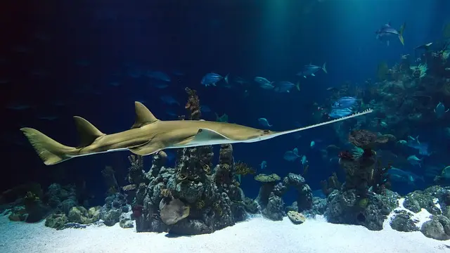 Les meilleures destinations pour l'exploration sous-marine