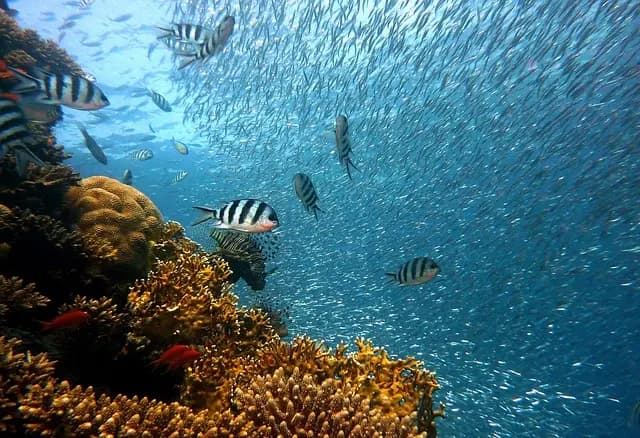 Comment réussir votre première exploration sous-marine