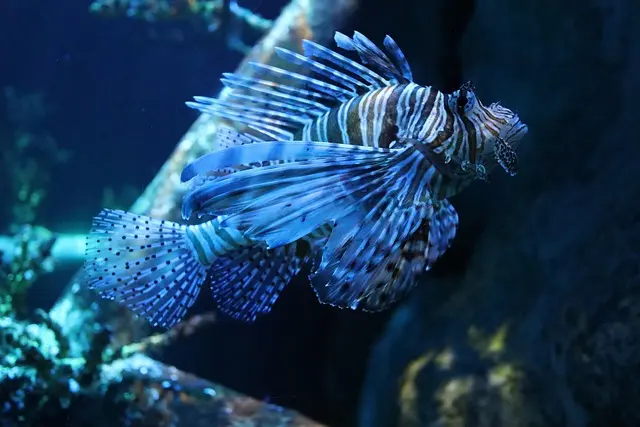 5 conseils pour réussir votre première exploration sous-marine