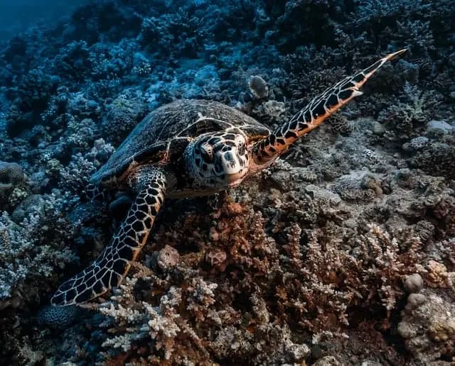 Les tendances de l'exploration sous-marine en 2026