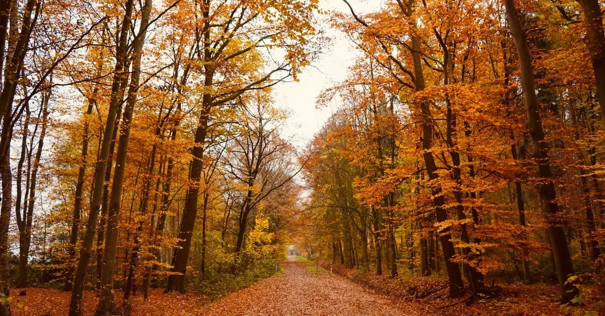 Les bienfaits de l'exploration en pleine nature