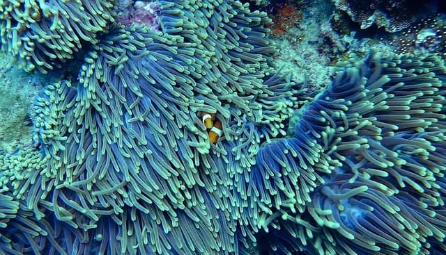 Les meilleures techniques pour réussir votre exploration sous-marine