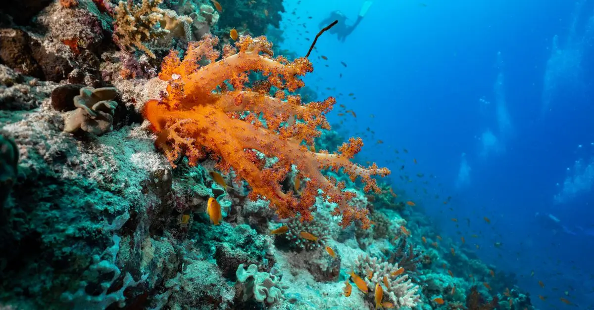 10 conseils pour réussir votre première exploration sous-marine