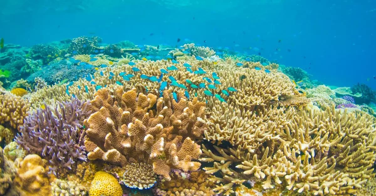 Les 10 meilleures destinations pour l'exploration sous-marine