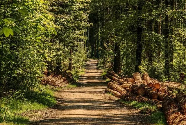 Les meilleures destinations pour l'exploration des jungles