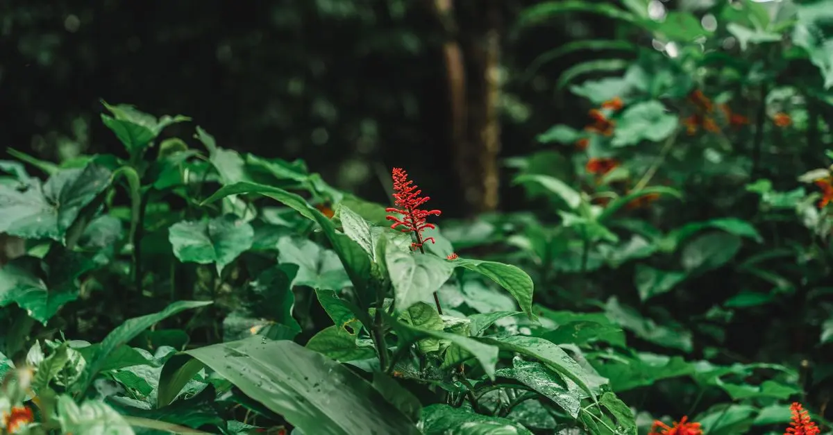 Les meilleures destinations pour explorer les jungles