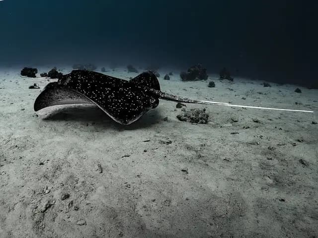 Les meilleures techniques pour réussir votre exploration marine