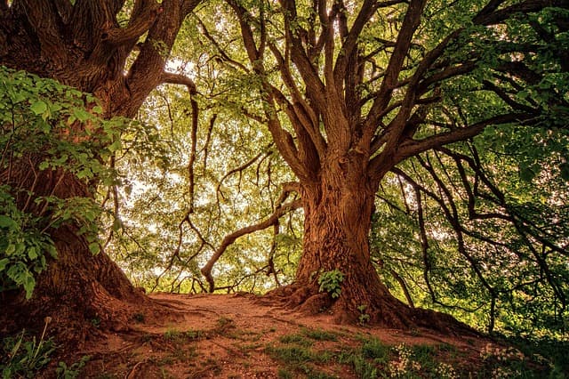 Les bienfaits psychologiques de l'exploration en pleine nature