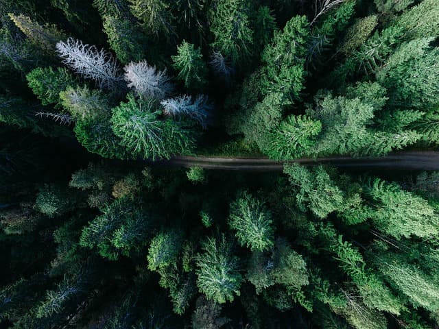 Les meilleures destinations pour explorer les jungles